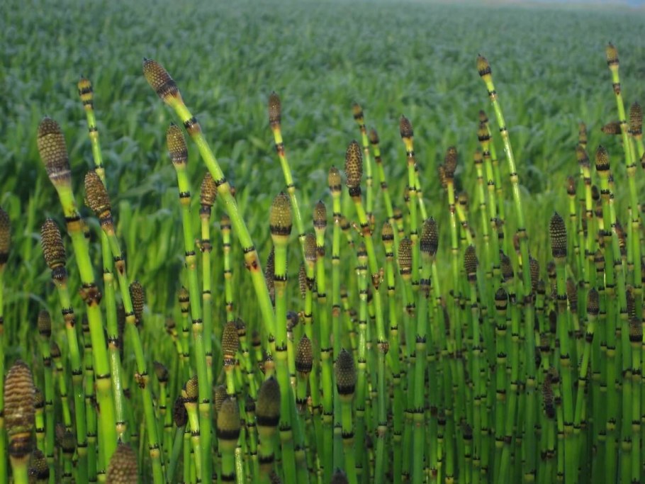 Хвощ зимующий Equisetum hyemale