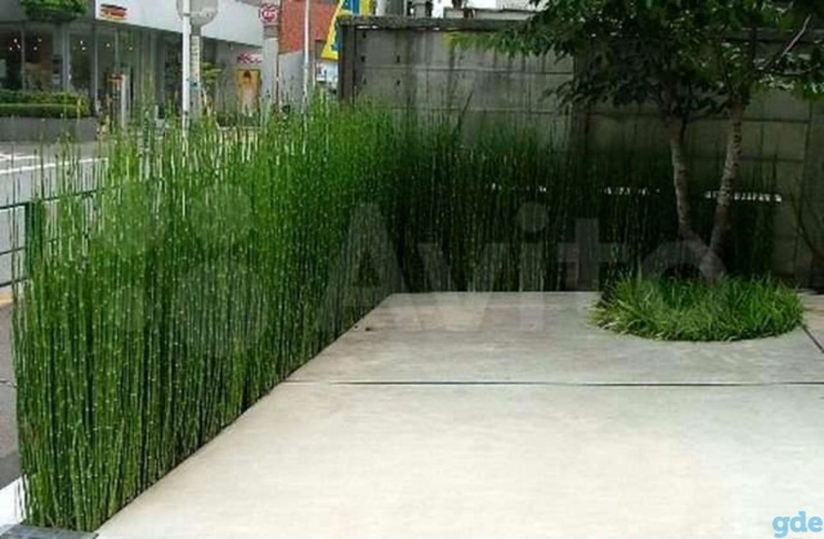 Хвощ японский