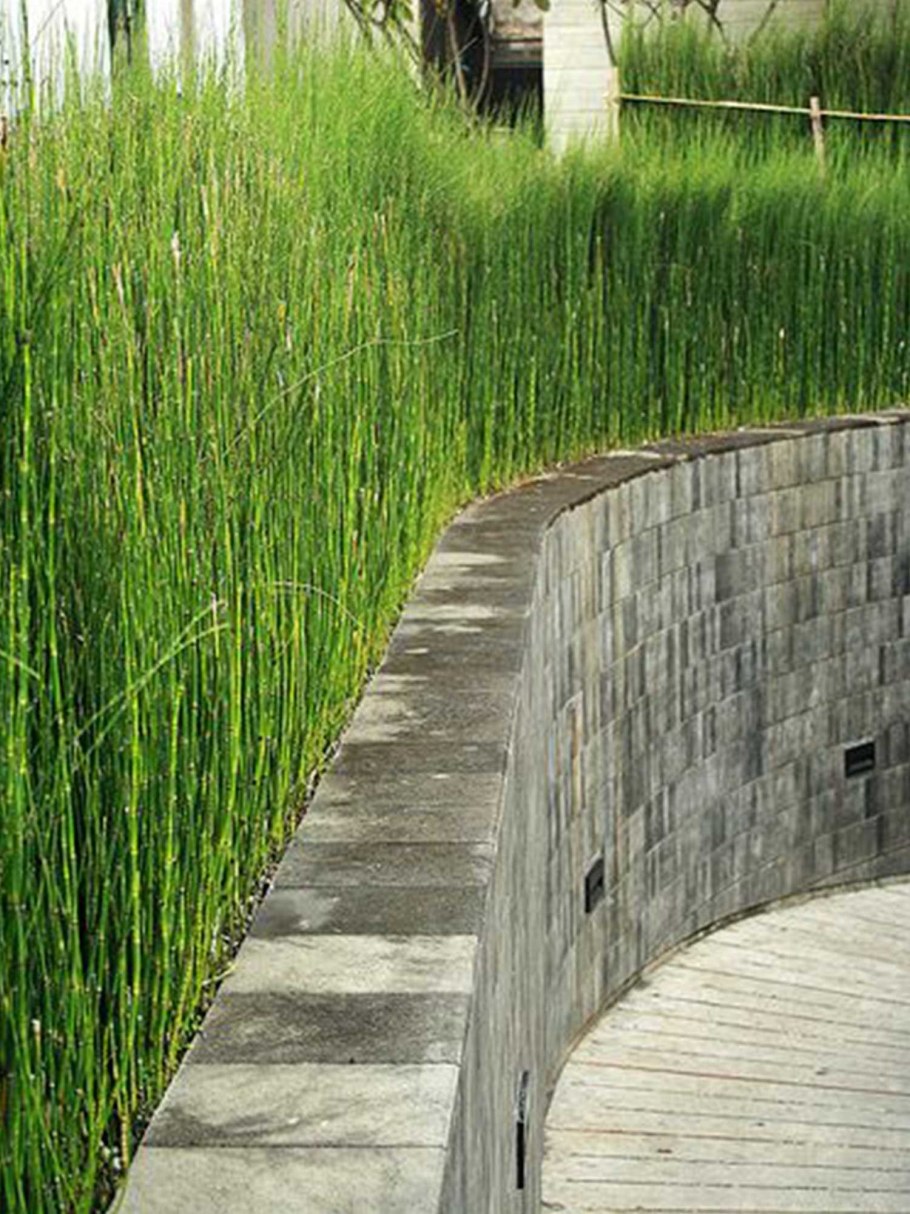 Хвощ японский