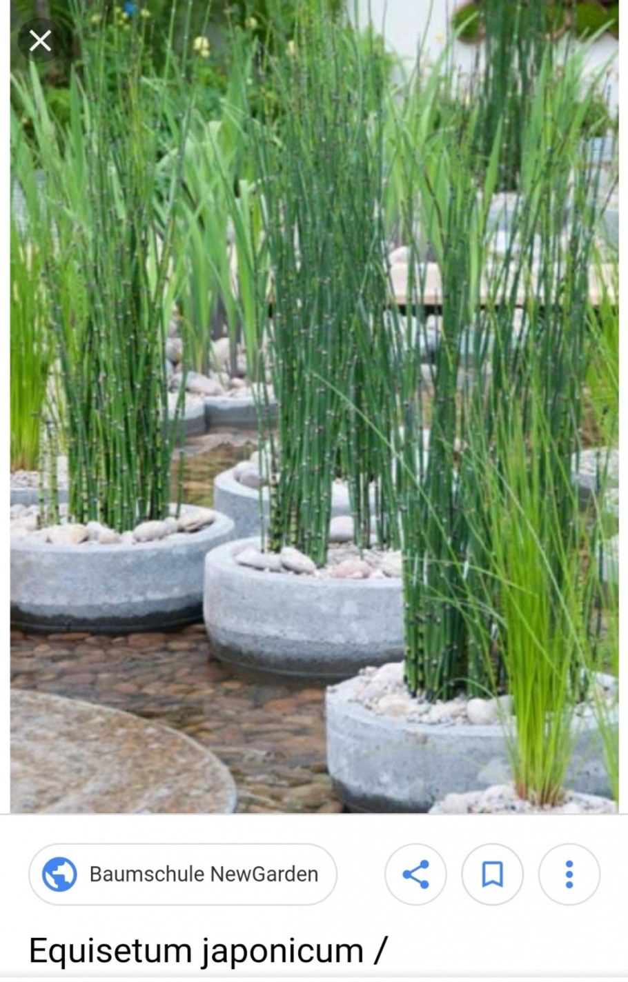 Equisetum japonicum