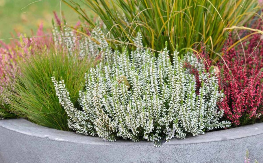 Вереск обыкновенный 'Garden girls'