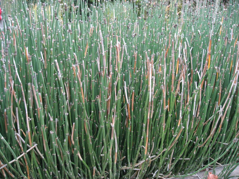 Хвощ камышовый