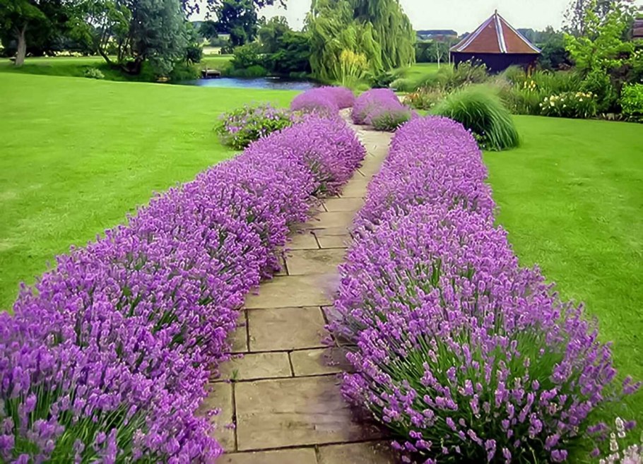 Лаванда узколистная "Hidcote" Хидкот