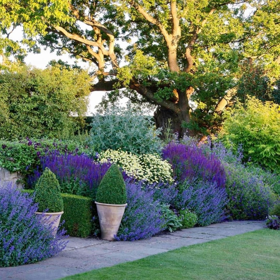 Миксбордер с самшитом и лавандой