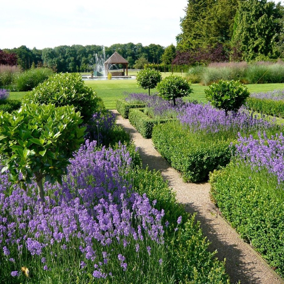 Лаванда котовник шалфей