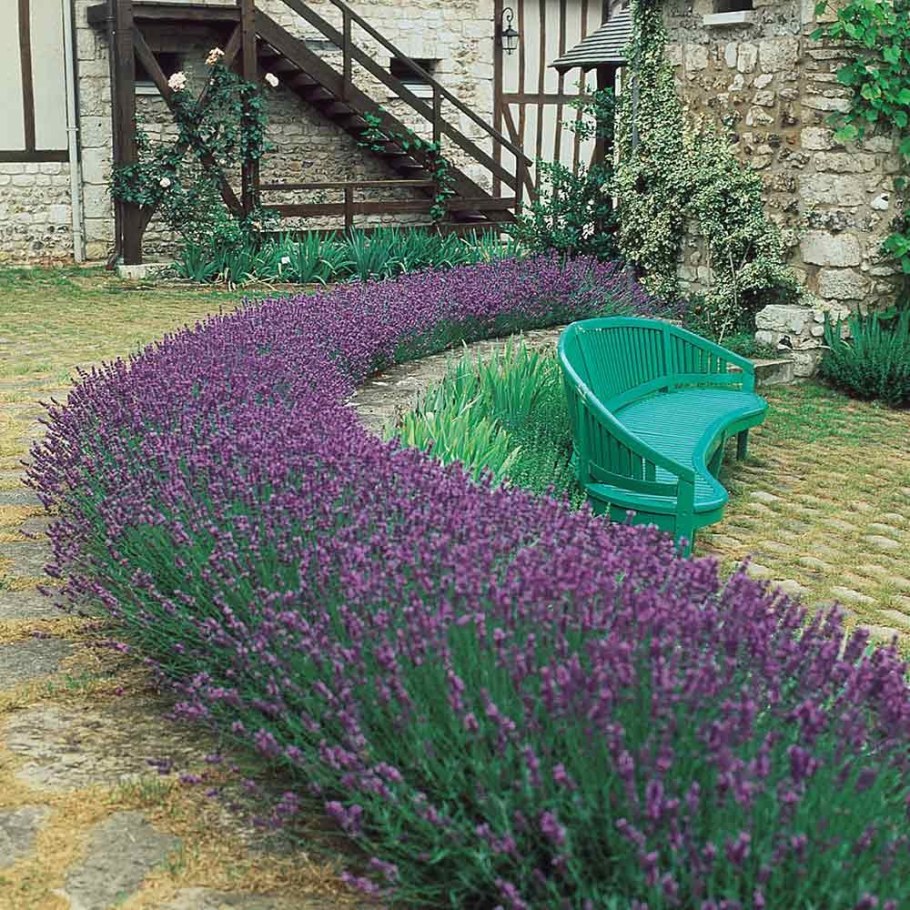 Лаванда узколистная Munstead