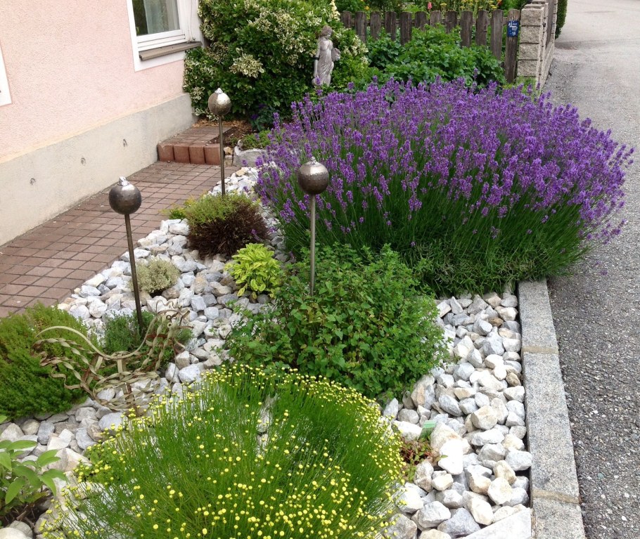 Сантолина в миксбордере