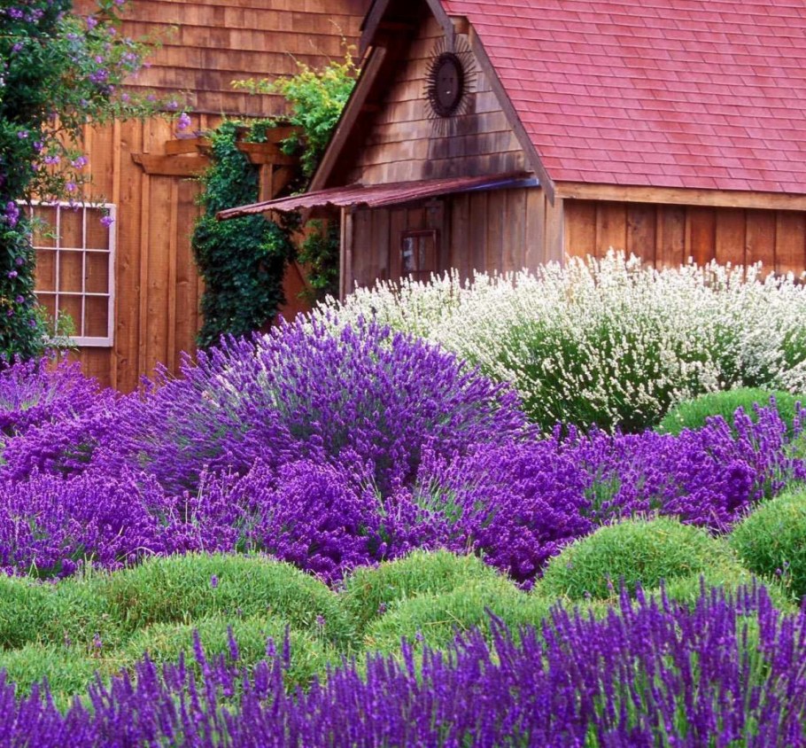 Лаванда шалфей Вереск