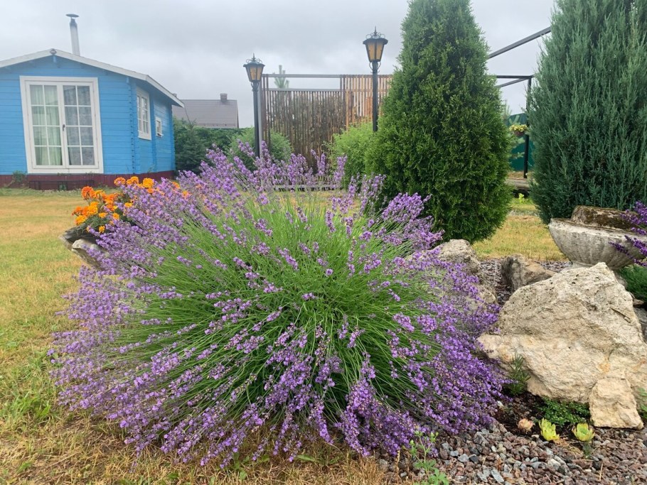 Лаванда узколистная куст