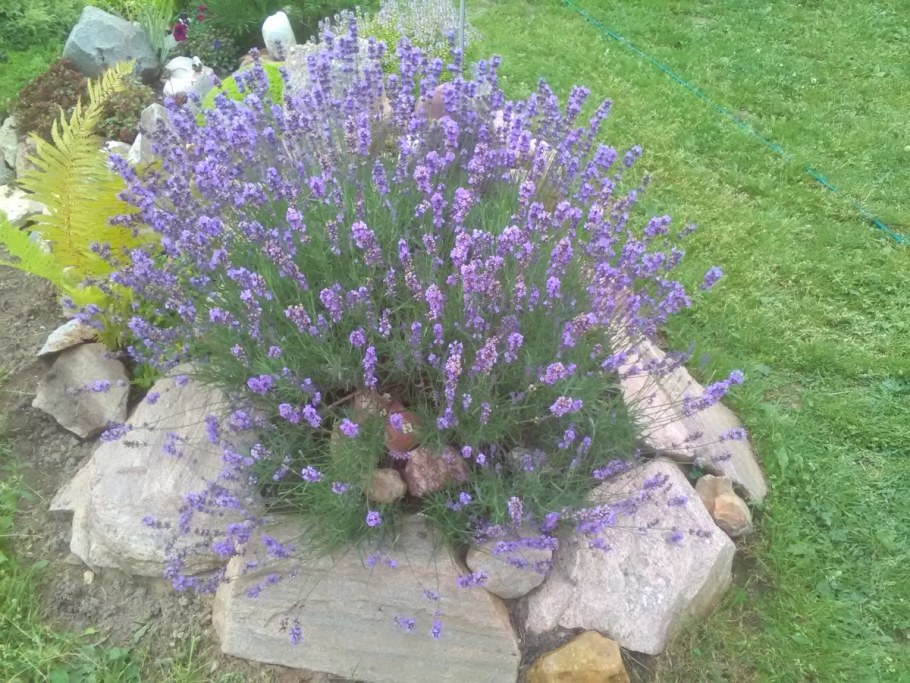 Лаванда узколистная куст