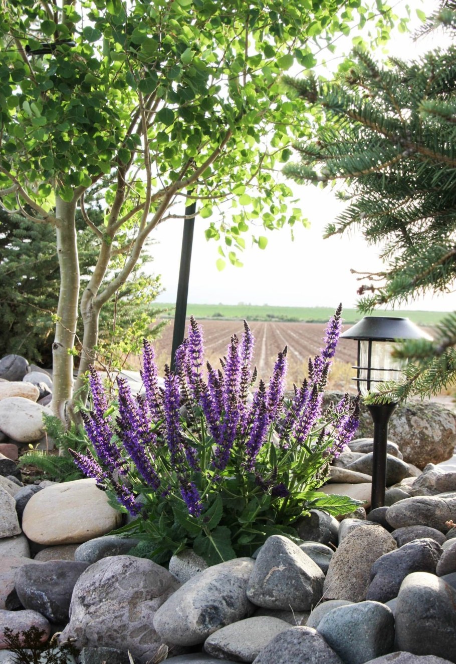 Лаванда шалфей Вереск