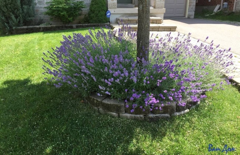 Клумба Лаванда, шалфей и тимьян