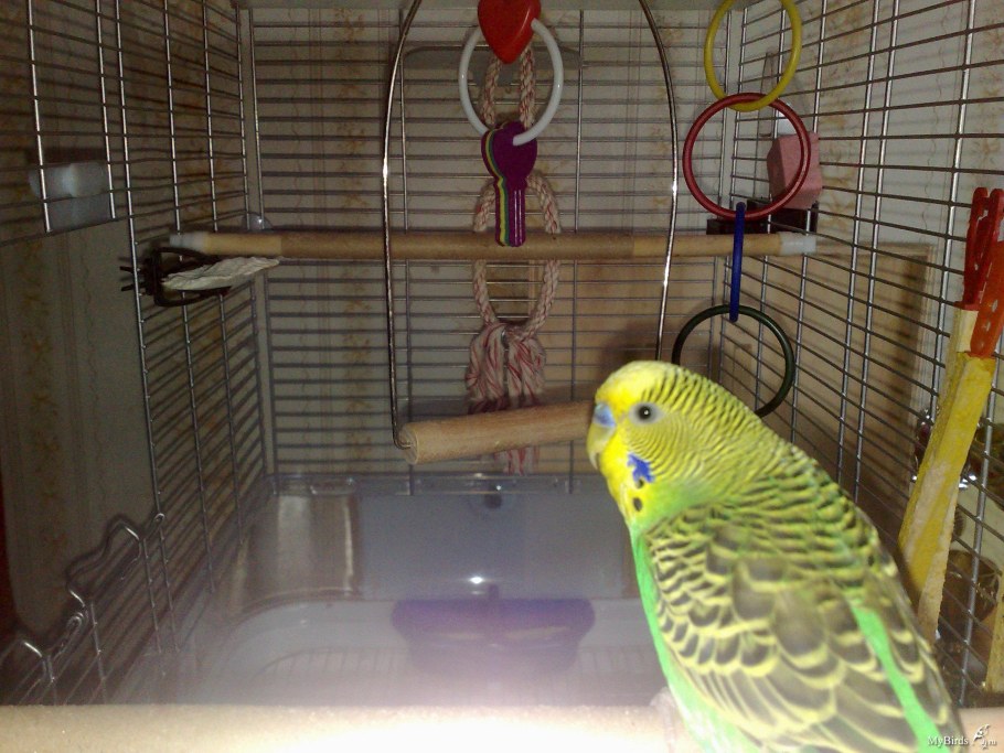 Датчик движения на попугая