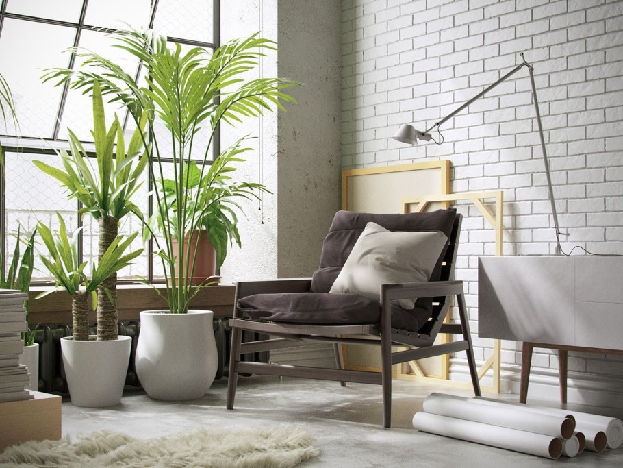 Растения в квартире