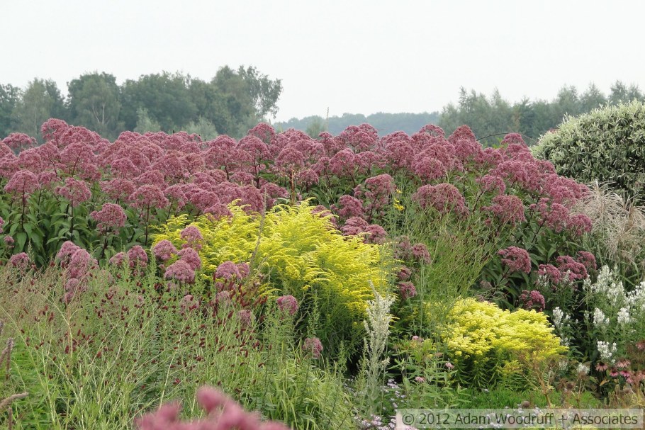 Посконник пятнистый Atropurpureum