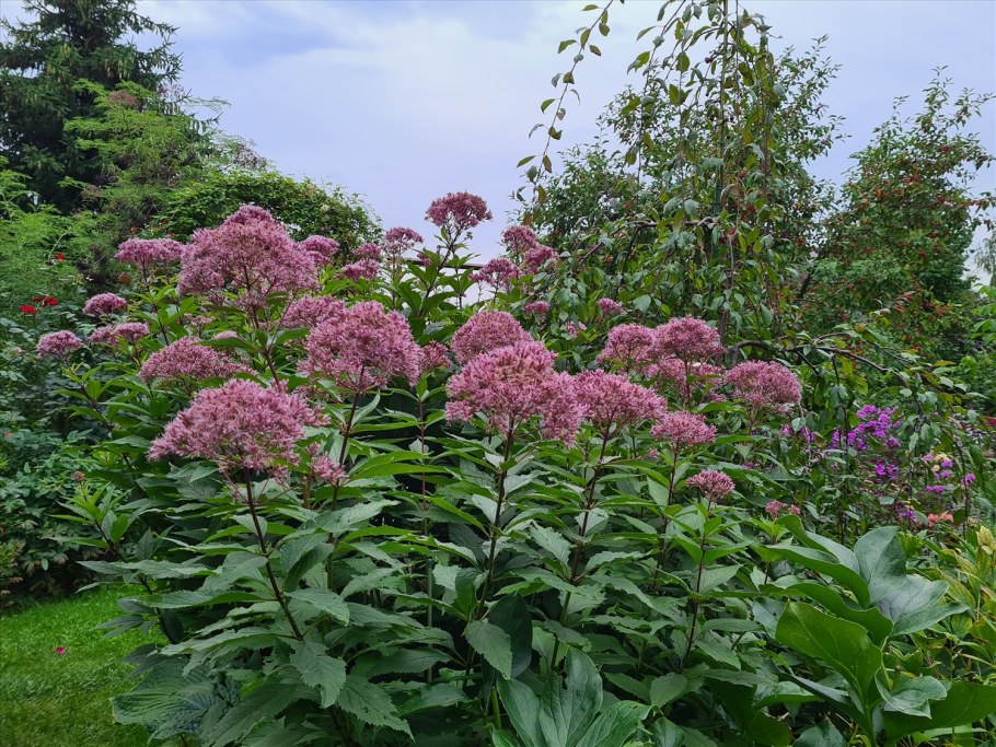 Посконник пурпурный Фантом