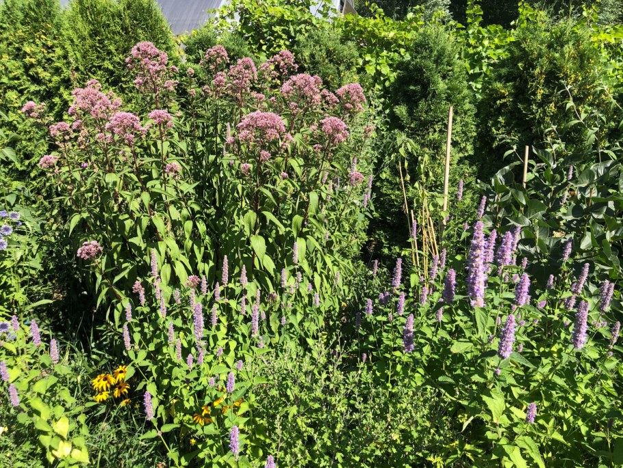 Посконник в ландшафтном дизайне