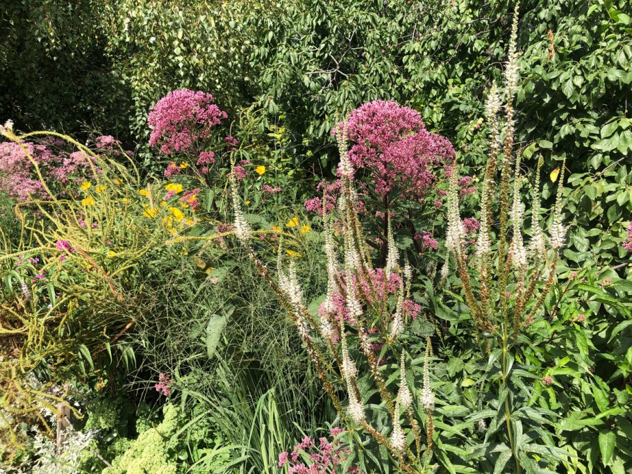 Посконник в ландшафтном дизайне