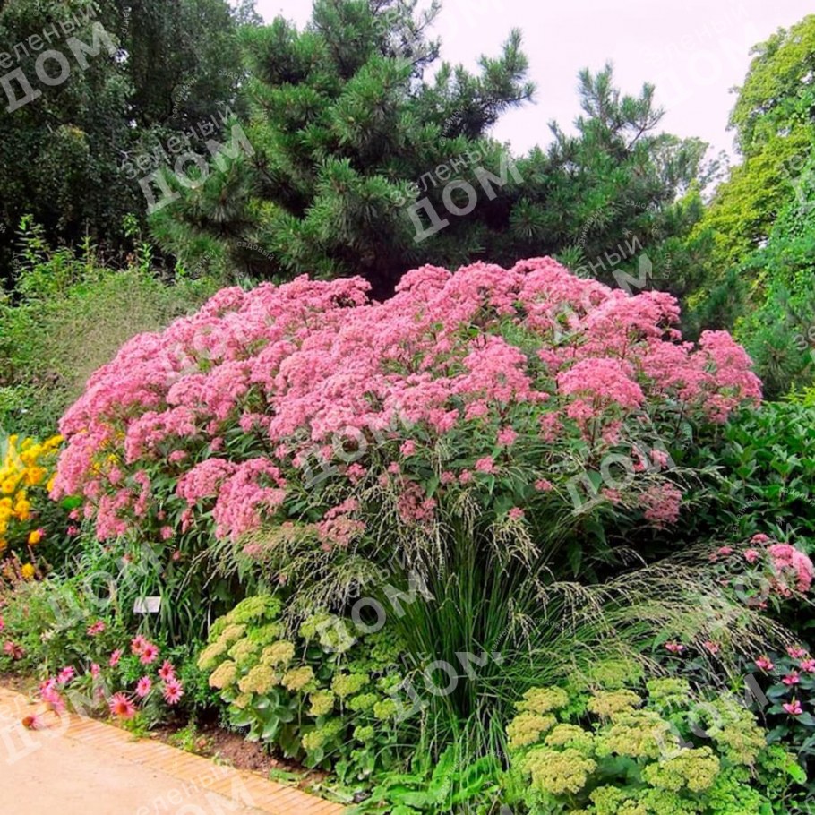 Посконник пятнистый (Eupatorium maculatum &#96;Atropurpureum&#96;)