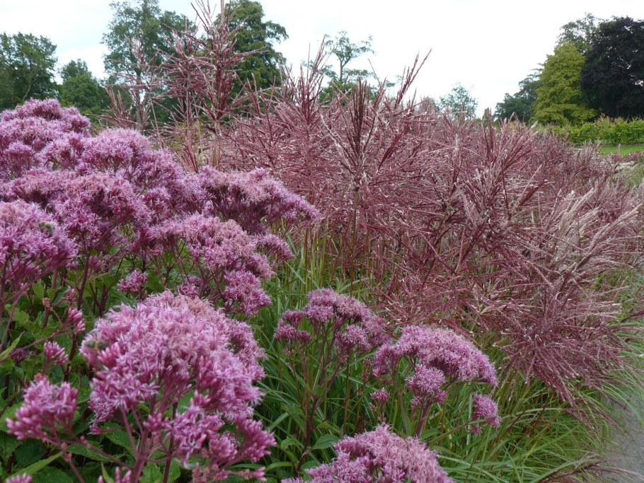 Посконник Пурпл Буш