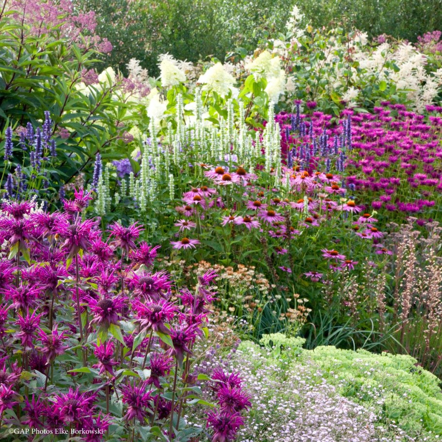 Монарда в миксбордере