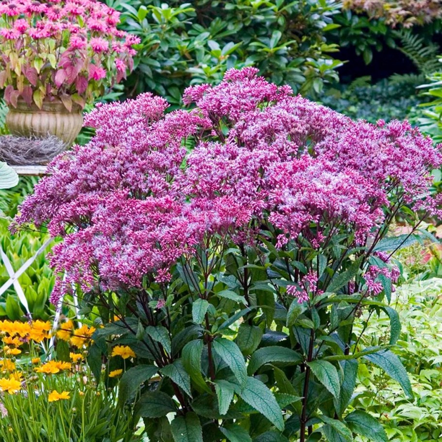 Спирея посконник