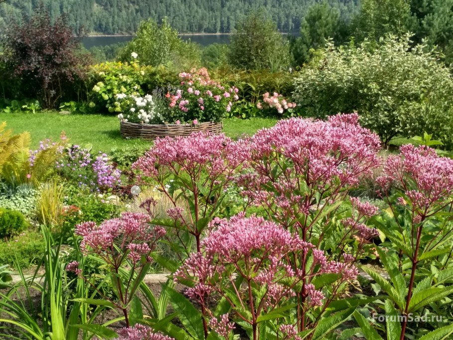 Посконник Пурпл Буш