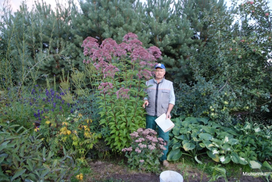 Посконник Phantom