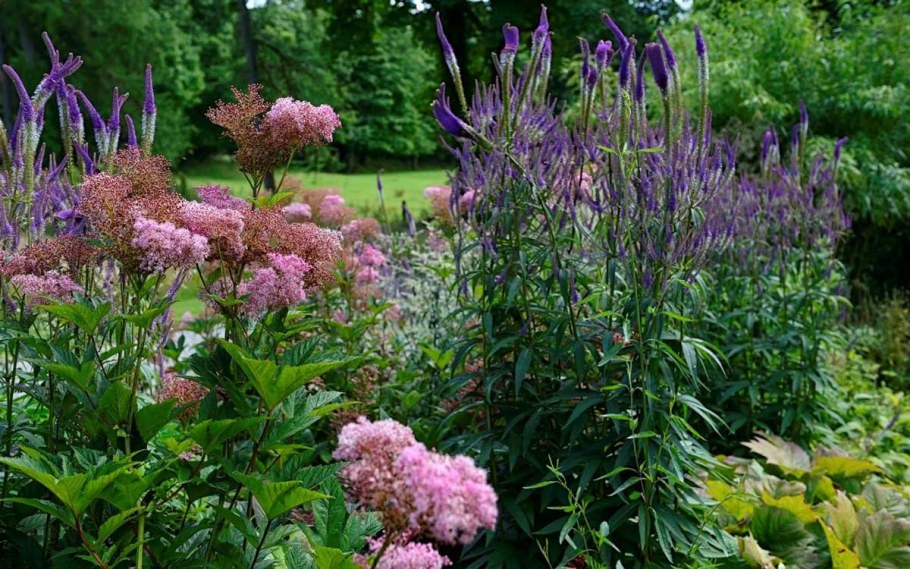 Лабазник Венуста Магнифика