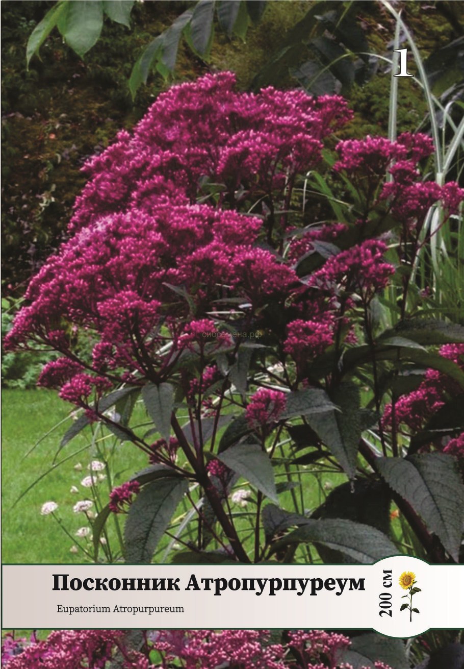 Посконник пятнистый Atropurpureum