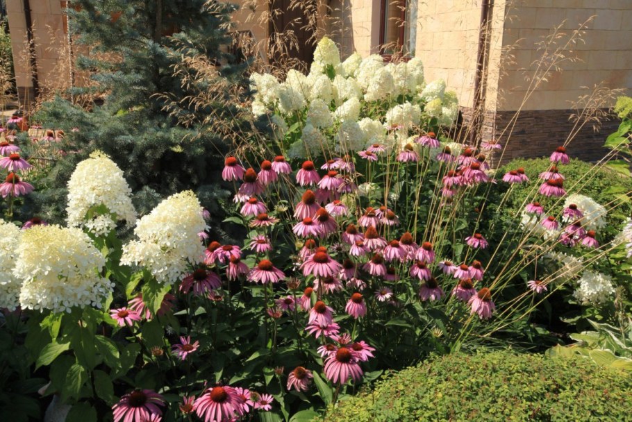 Эхинацея в миксбордере