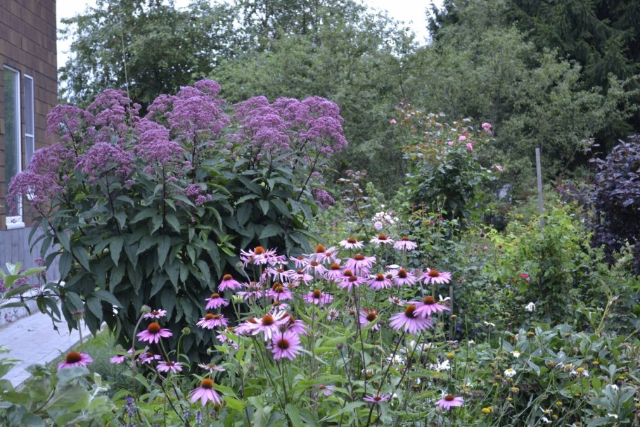 Посконник пятнистый Фантом