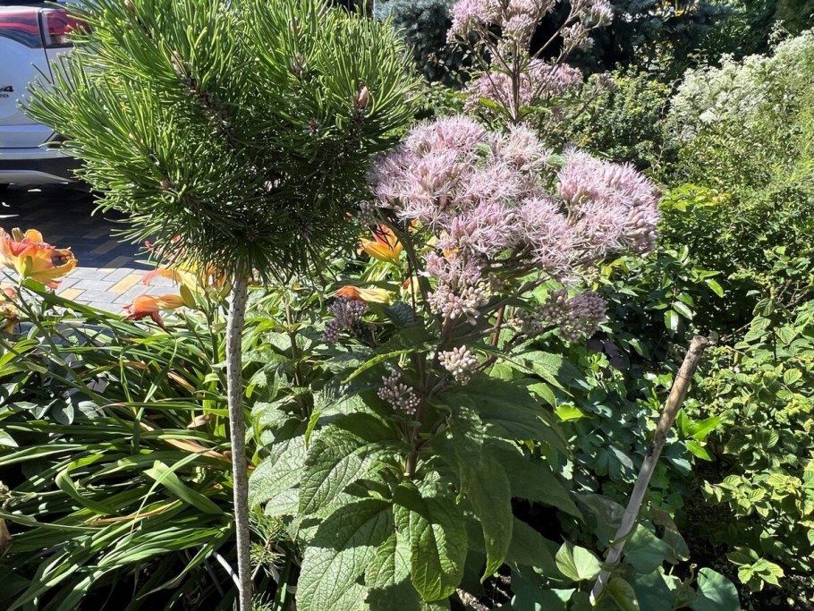 Посконник пурпурный