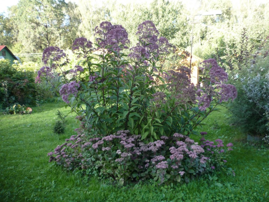 Посконник гибридный 'Phantom'