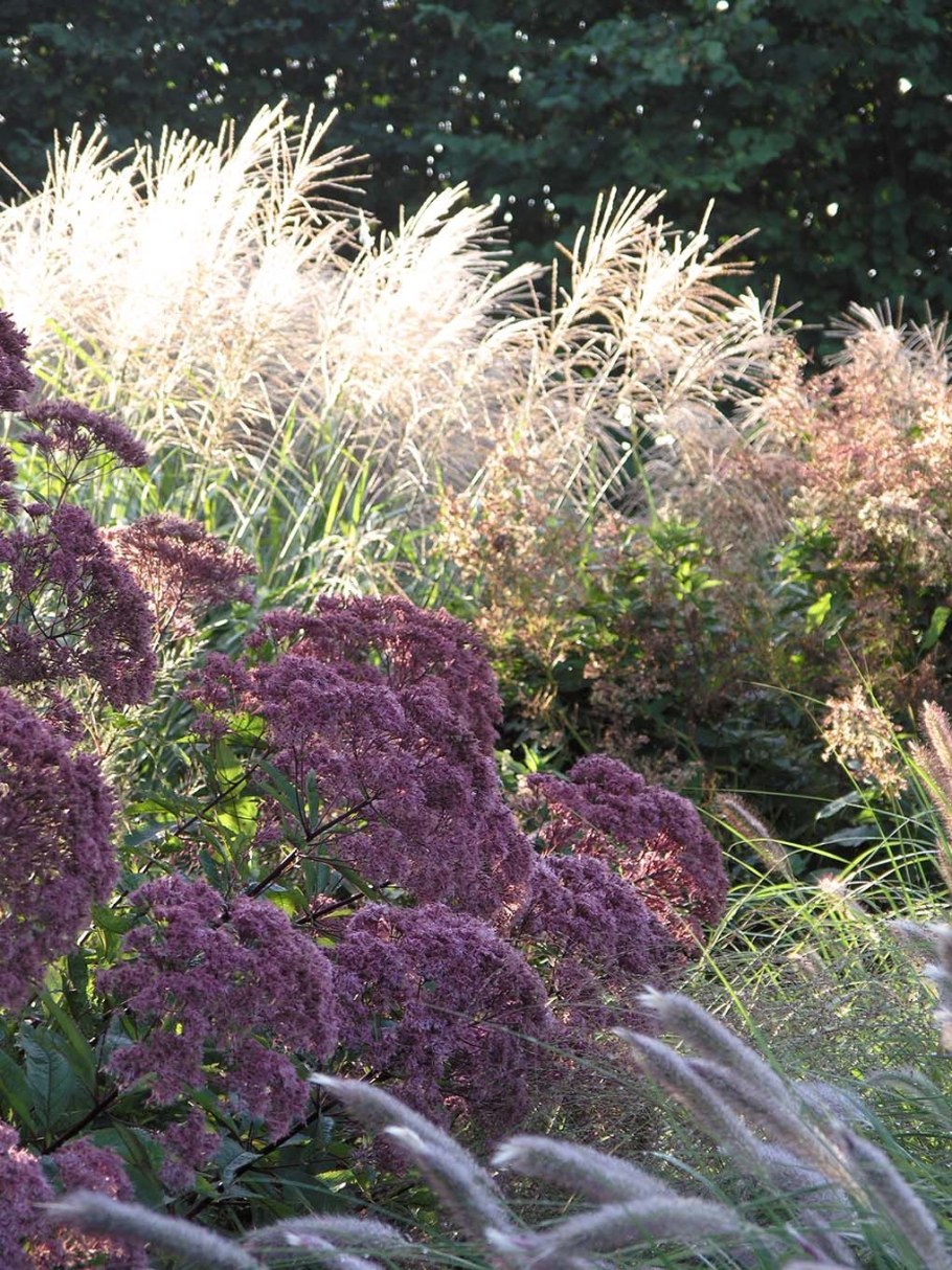 Посконник пятнистый Атропурпуреум