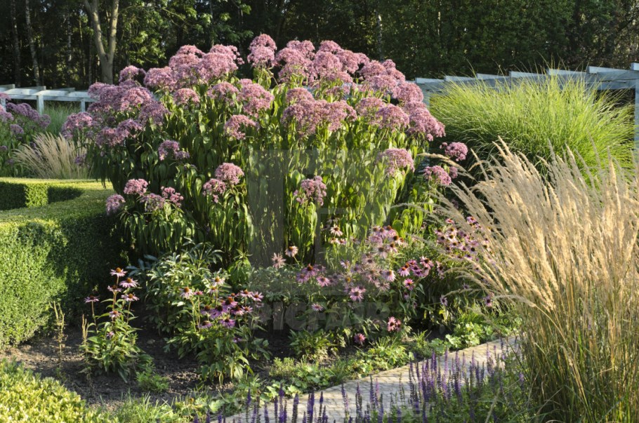 Посконник Пурпл Буш