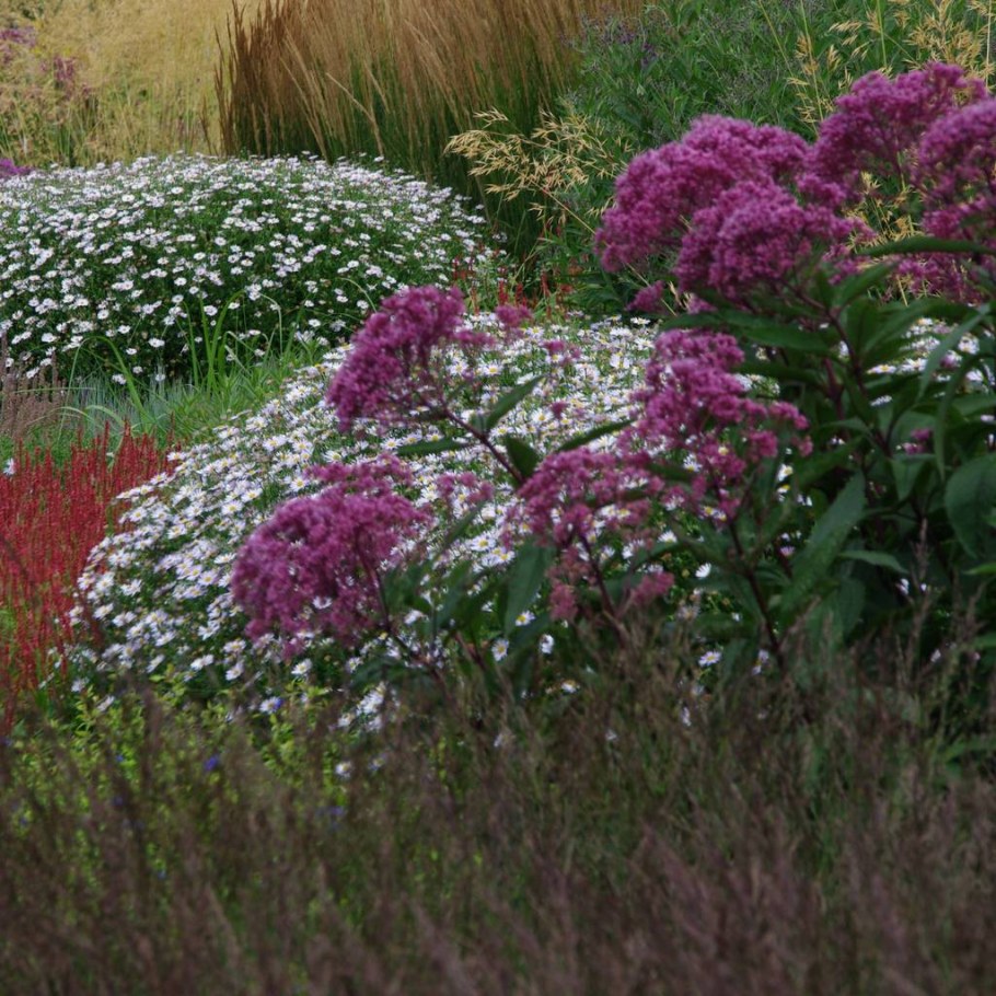Посконник пурпурный Eupatorium purpureum