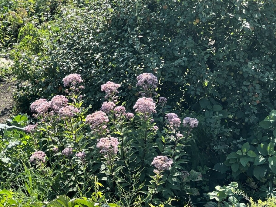 Посконник в саду