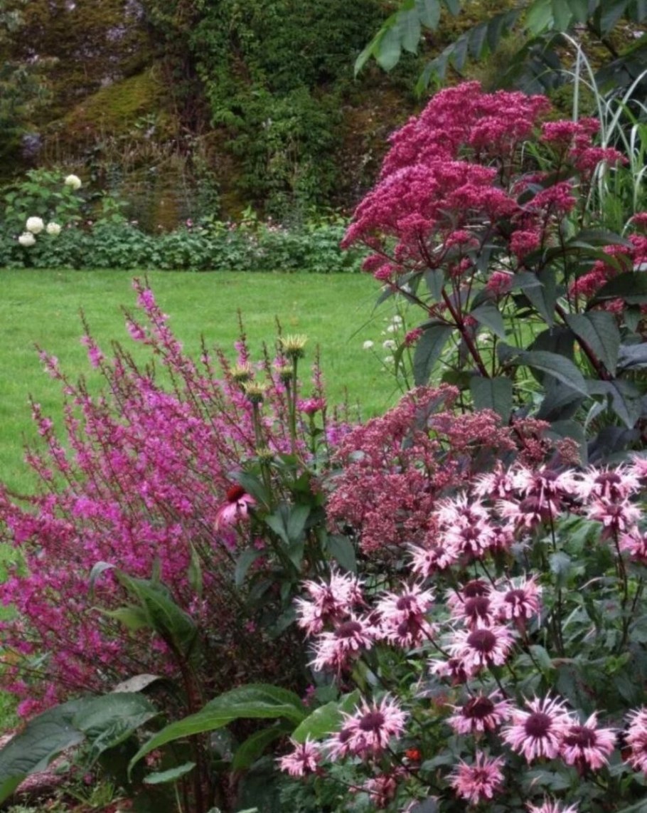 Посконник ред Дварф