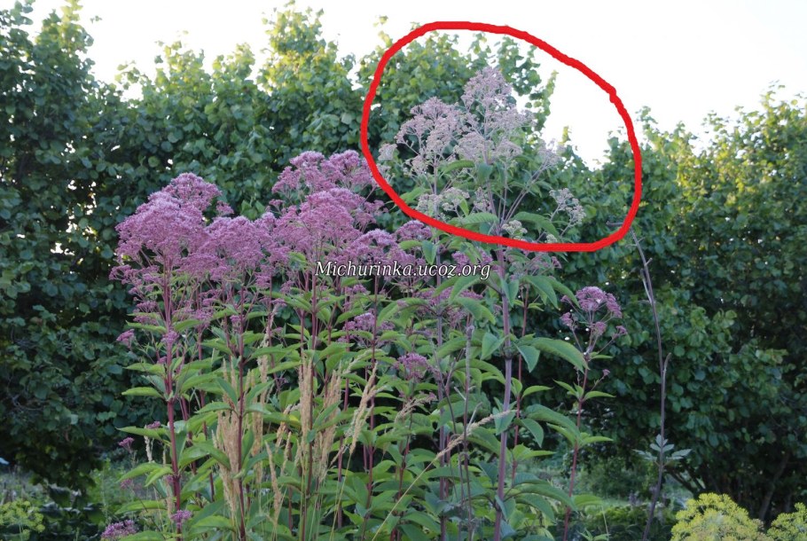 Посконник пурпурный Фантом