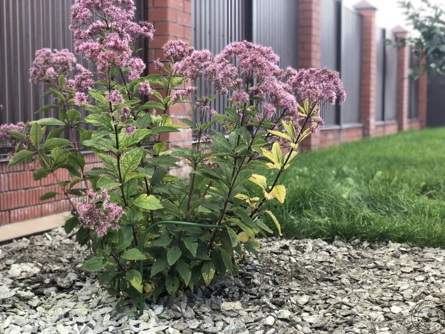 Посконник пятнистый Atropurpureum