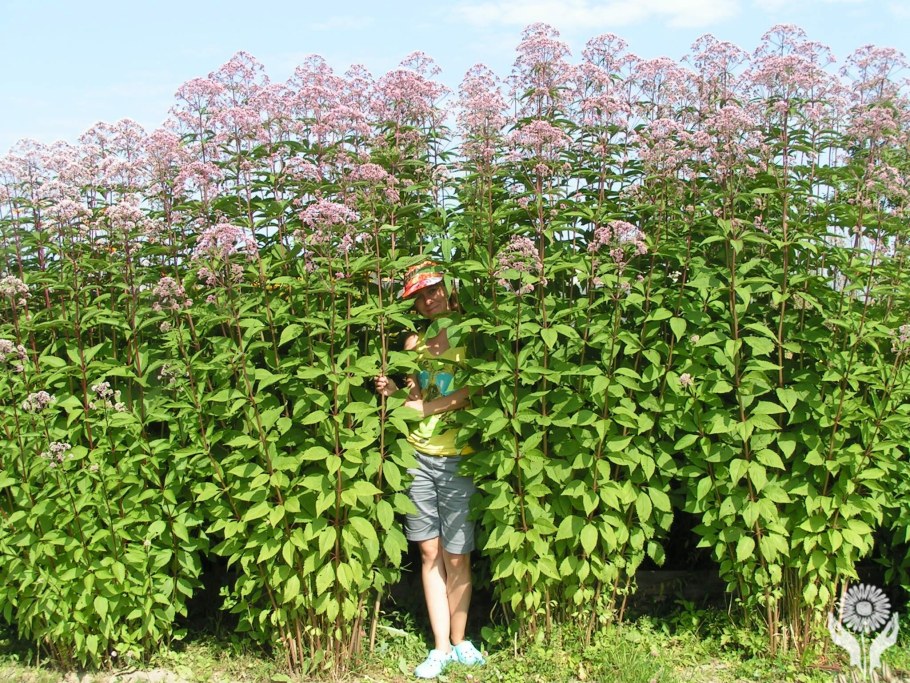 Посконник Phantom