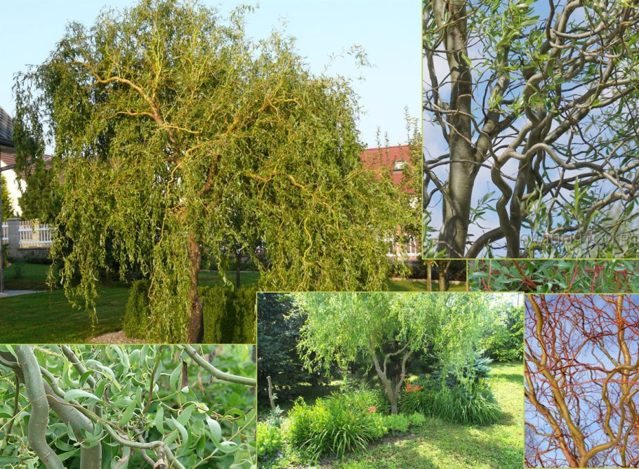 Ива Матсудана Erythroflexuosa