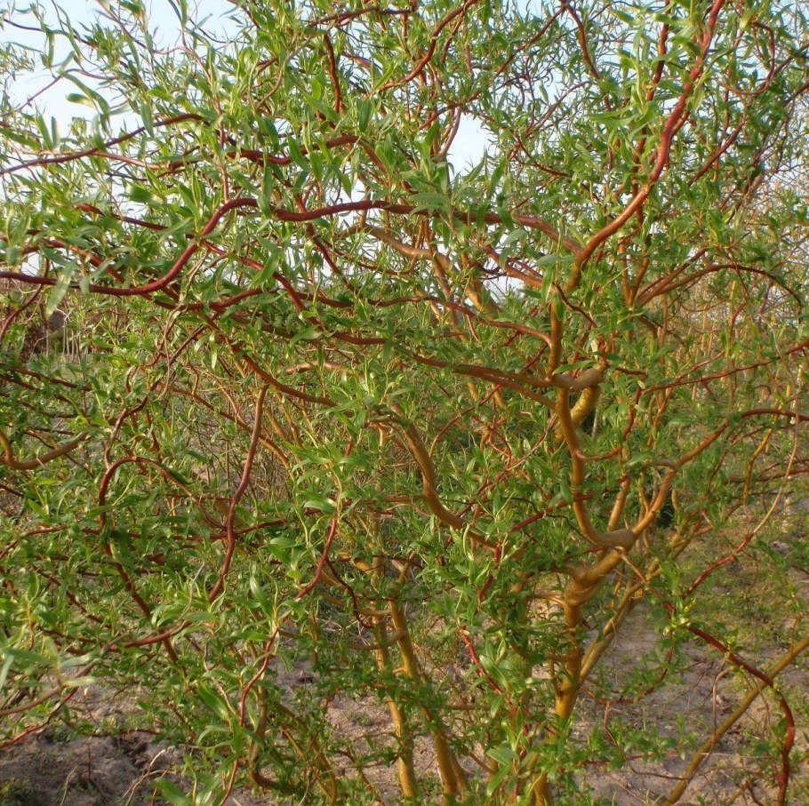 Ива Матсудана (Salix matsudana)