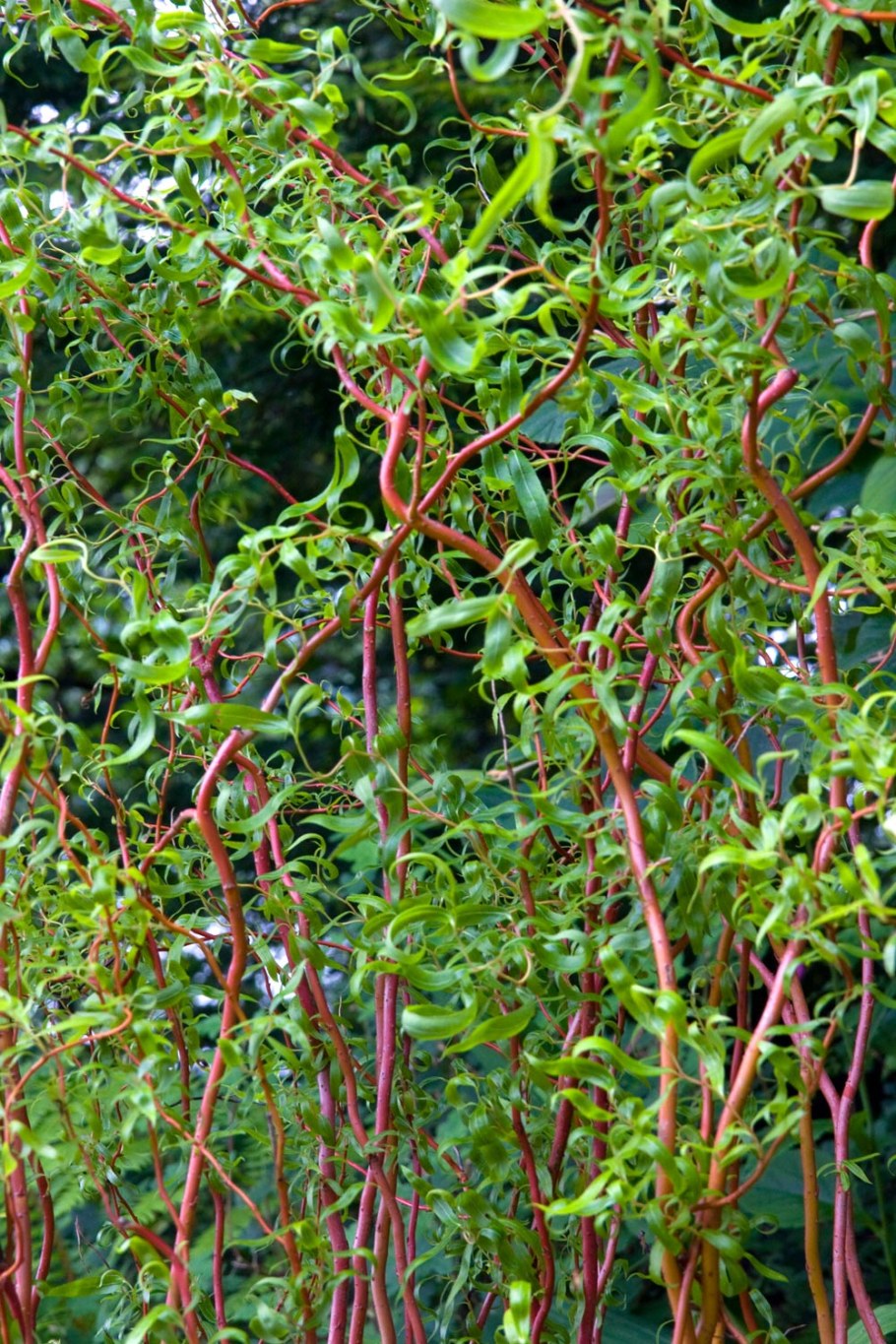 Ива Матсудана Erythroflexuosa