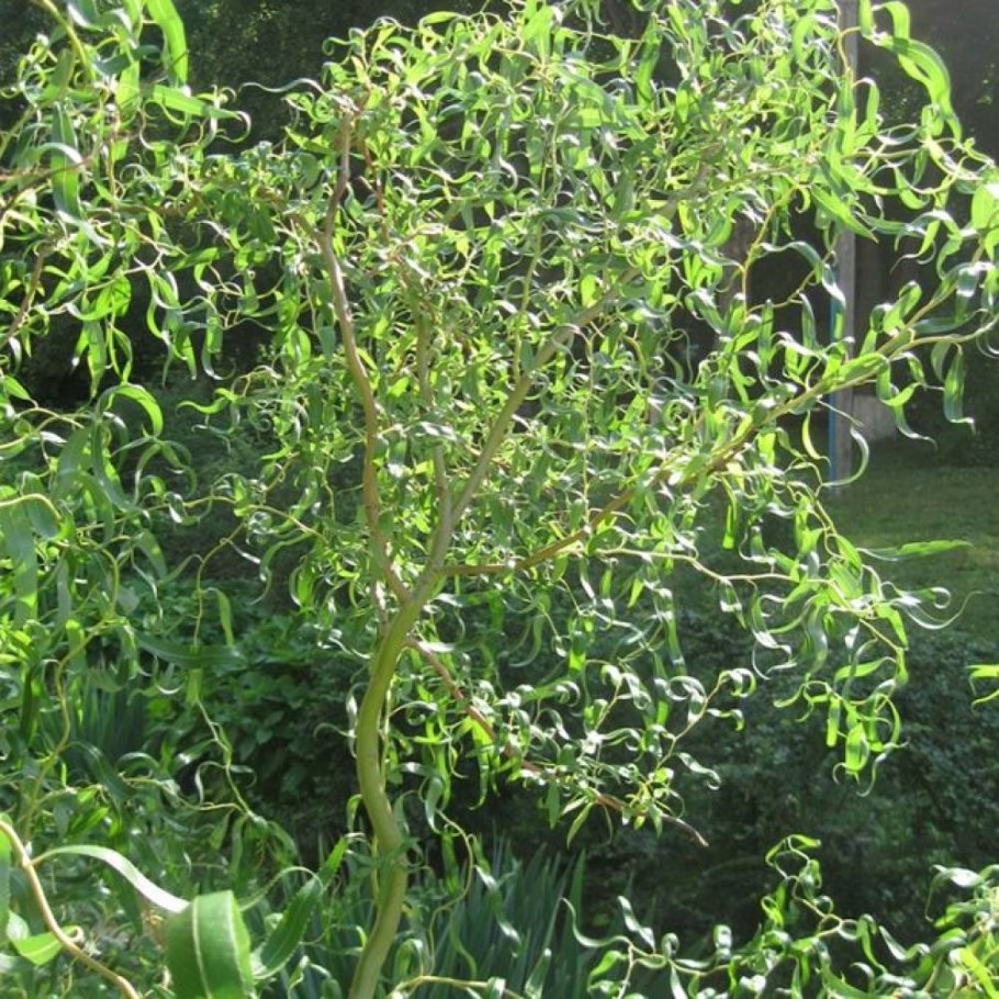 Ива Матсудана Вавилонская