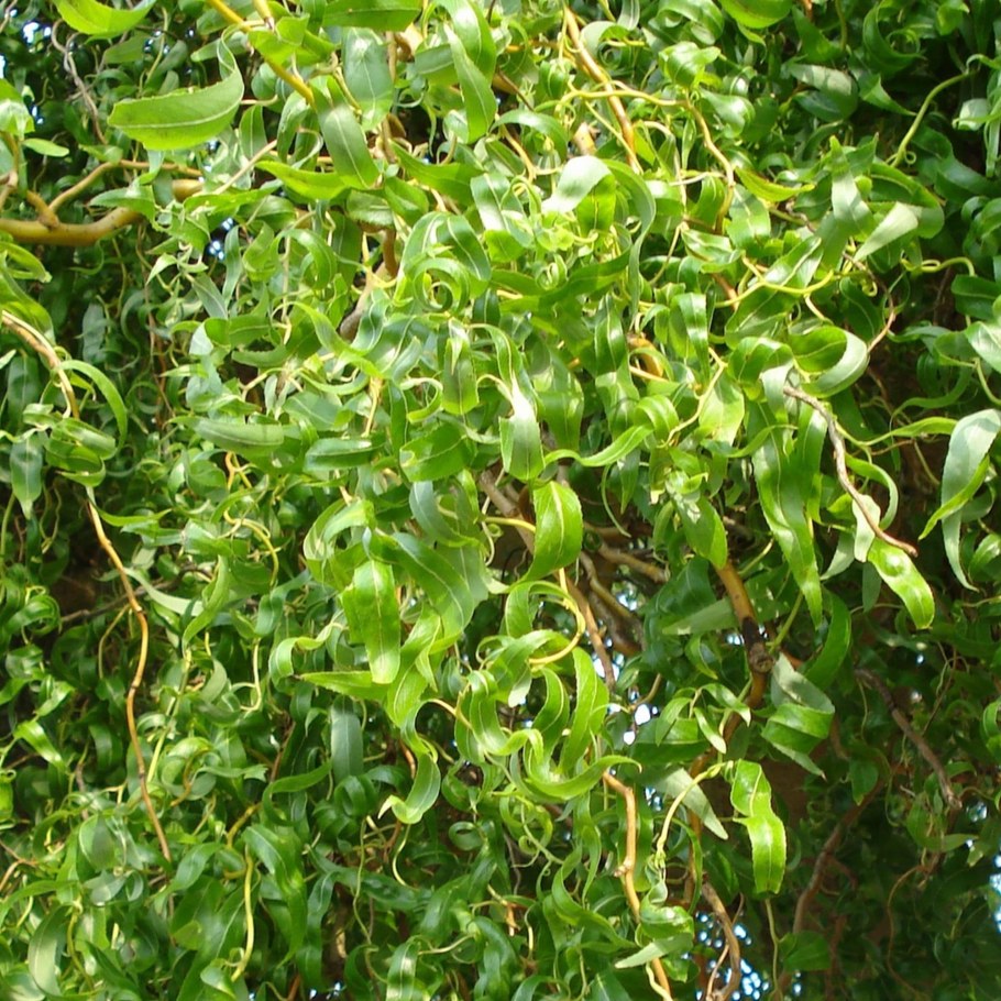 Ива Матсудана Вавилонская