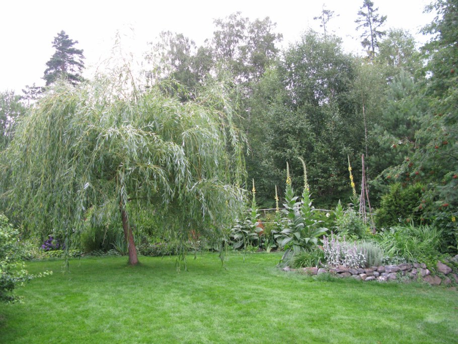 Ива Извилистая плакучая