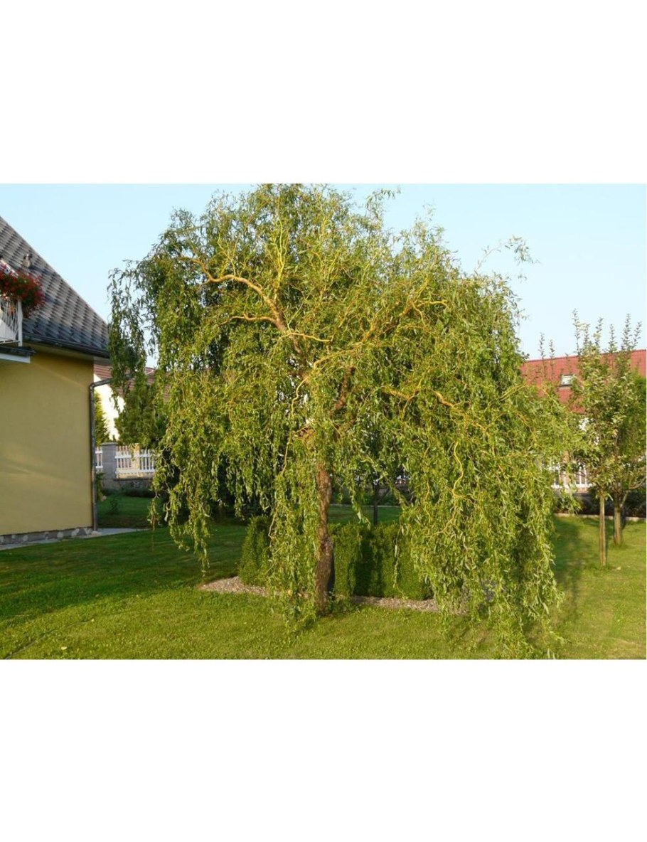 Ива Матсудана Salix "Erythroflexuosa