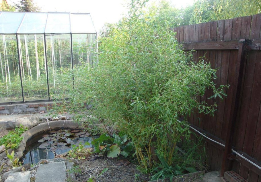 Ива Свердловская Извилистая